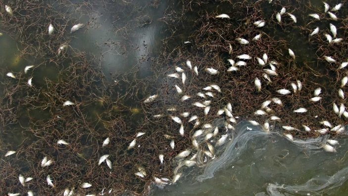Sivas'ta çevre felaketi: Çekilen Ulaş Gölü'nde yüzlerce balık öldü