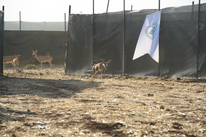 Cudi Dağı'na 'gazella gazella' türü 40 ceylan bırakıldı -5