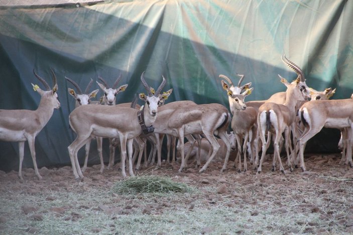 Cudi Dağı'na 'gazella gazella' türü 40 ceylan bırakıldı -8