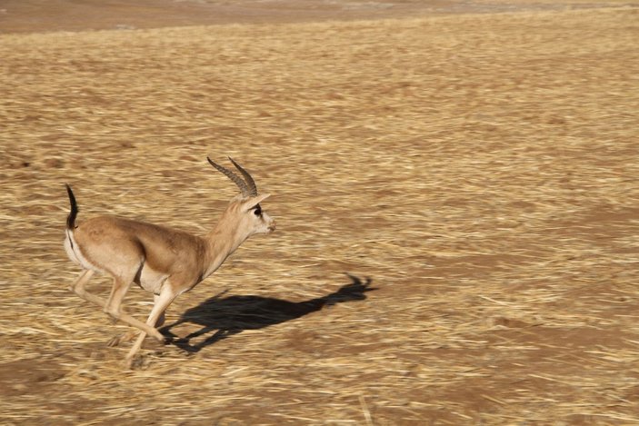 Cudi Dağı'na 'gazella gazella' türü 40 ceylan bırakıldı -4