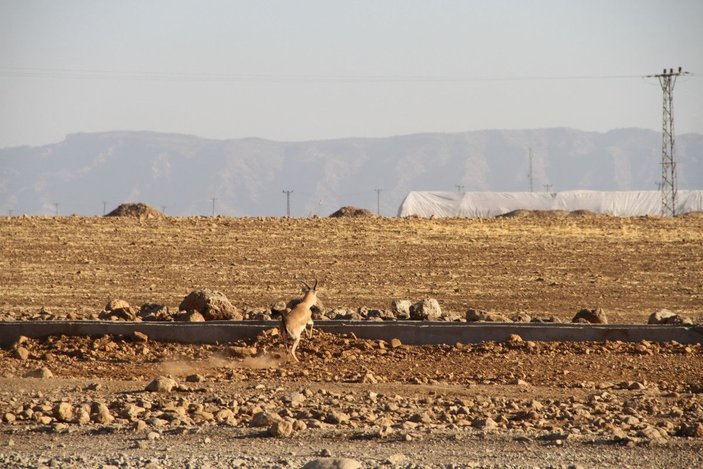 Cudi Dağı'na 'gazella gazella' türü 40 ceylan bırakıldı -3