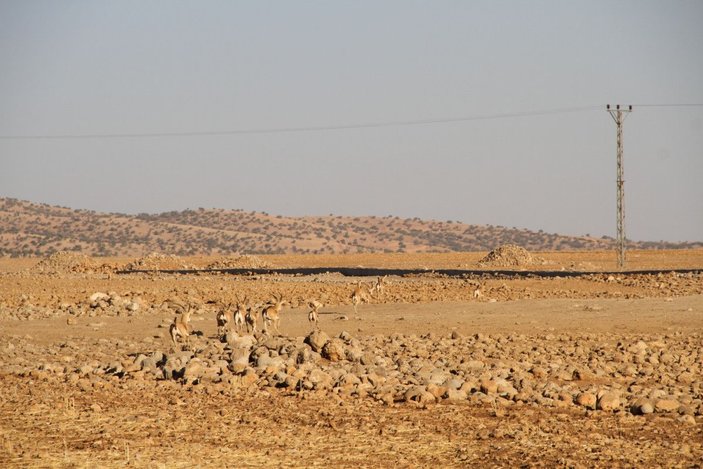 Cudi Dağı'na 'gazella gazella' türü 40 ceylan bırakıldı -10