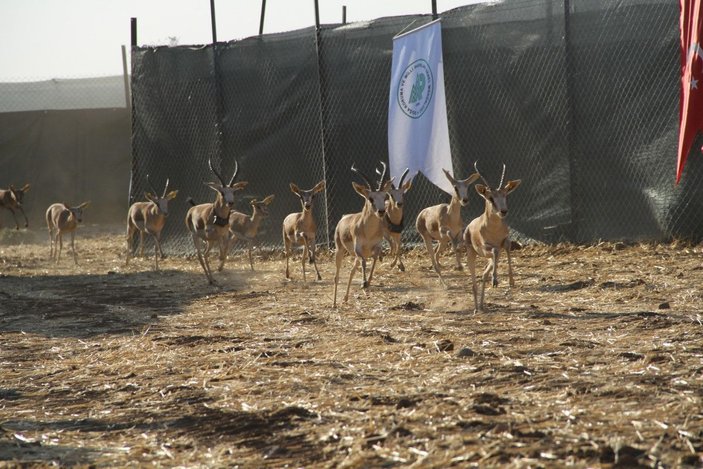 Cudi Dağı'na 'gazella gazella' türü 40 ceylan bırakıldı -1