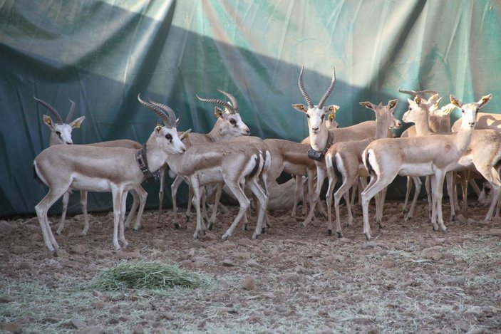Cudi Dağı'na 'gazella gazella' türü 40 ceylan bırakıldı -7