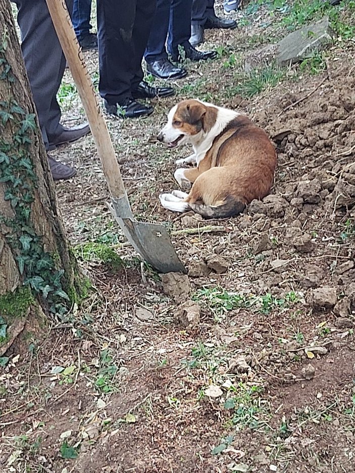 Ümit öldü, beslediği sokak köpeği 'Yoldaş' mezar başında bekledi -3