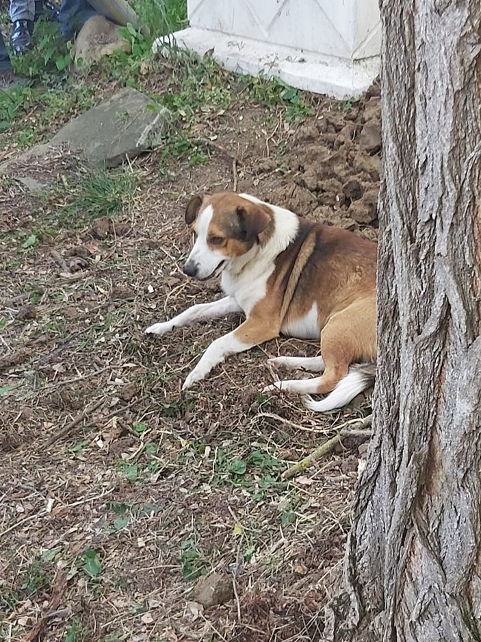 Ümit öldü, beslediği sokak köpeği 'Yoldaş' mezar başında bekledi -1