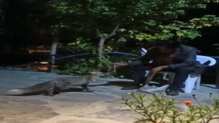 Tilkileri besleyip, tavuklarını kurtardı -6