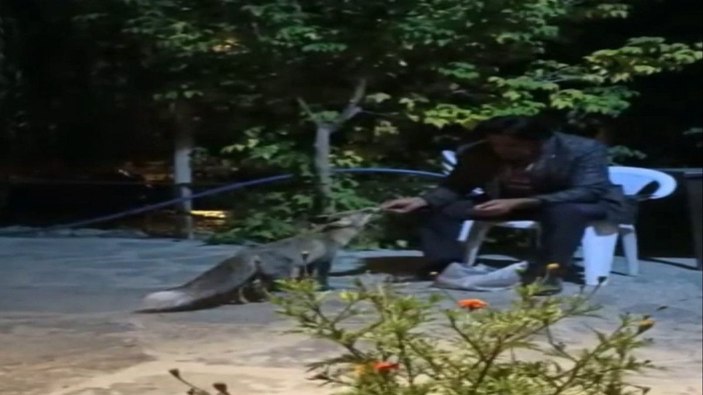 Tilkileri besleyip, tavuklarını kurtardı -2
