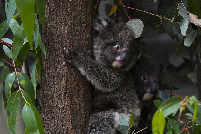 Avustralya’da 400 koala klamidyaya karşı aşılanacak -1