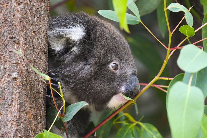 Avustralya’da 400 koala klamidyaya karşı aşılanacak -2