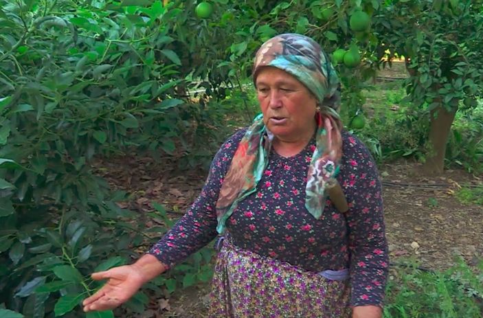 Tanesi 10-15 TL’den satılan Avokado bahçelerine dadanan hırsızlar üreticiyi bezdirdi -4