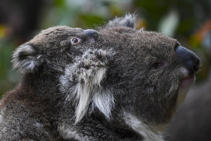 Avustralya’da 400 koala klamidyaya karşı aşılanacak -3