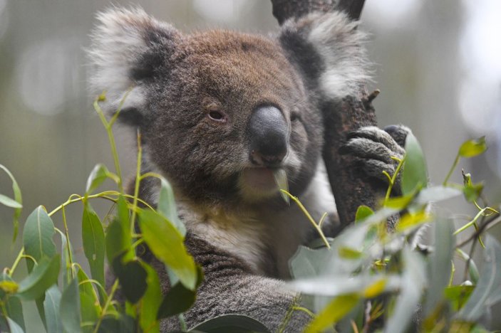 Avustralya’da 400 koala klamidyaya karşı aşılanacak -4
