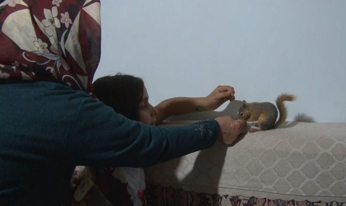 (Özel) Erzincan’da ölmek üzereyken bulunan 3 yavru sincap, Taşdelen ailesinin neşesi oldu -5