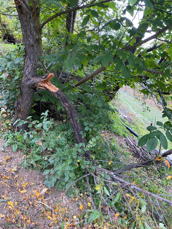 Budamak için çıktığı ağaçtan düşen kadın öldü -2