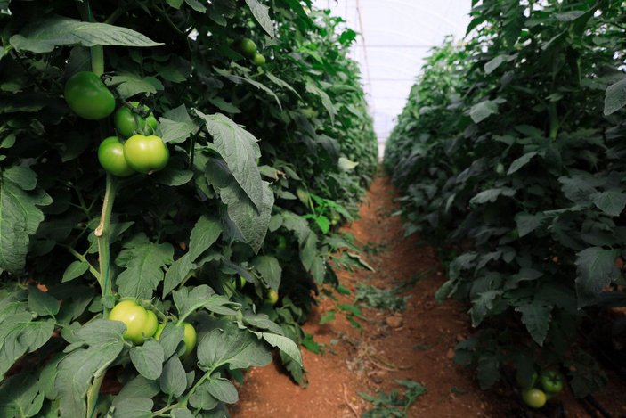 Yaylada hasat süresi uzadı; domatesin fiyatı 10 lirayı geçti -4