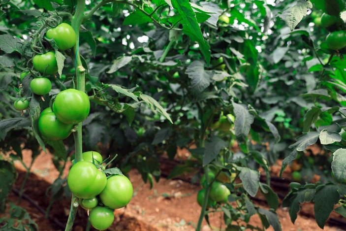 Yaylada hasat süresi uzadı; domatesin fiyatı 10 lirayı geçti -5