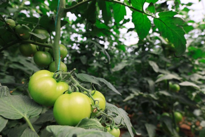 Yaylada hasat süresi uzadı; domatesin fiyatı 10 lirayı geçti -3