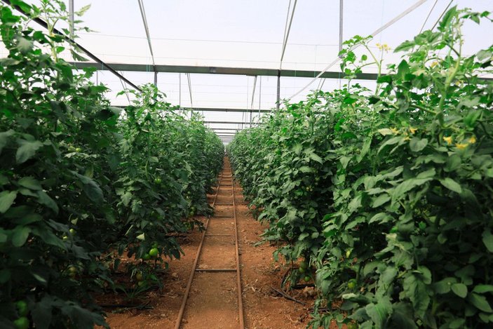 Yaylada hasat süresi uzadı; domatesin fiyatı 10 lirayı geçti -8