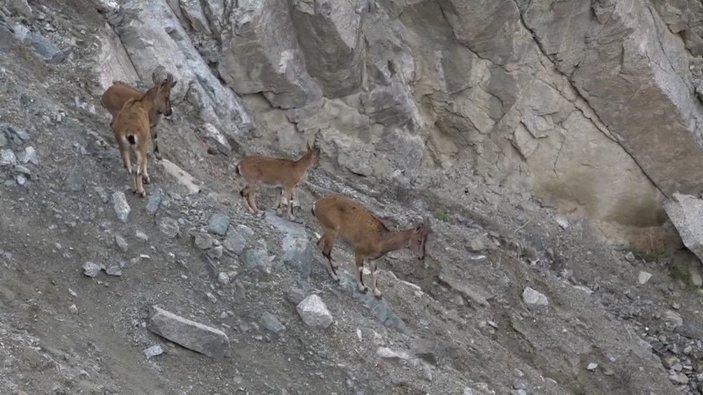 Artvin'de yaban keçileri yiyecek ararken görüntülendi -3