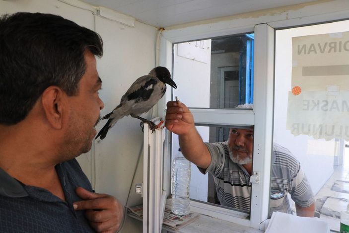 Tuvalet parasını karganın ağzına bırakıyorlar  -7