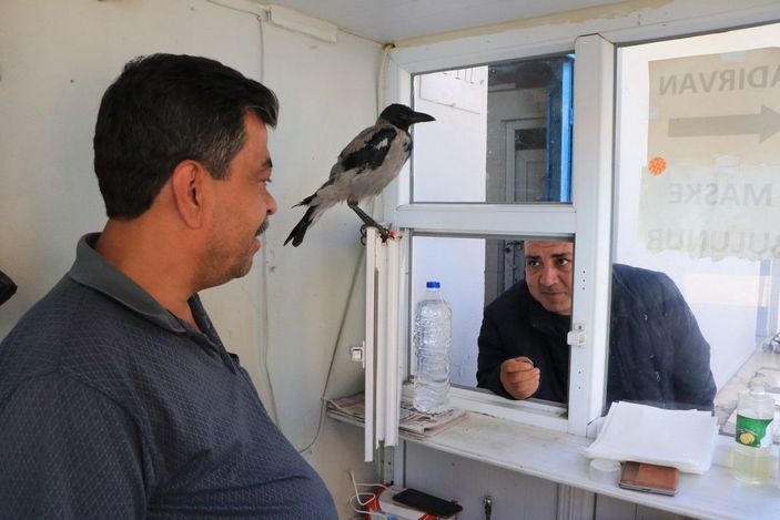 Tuvalet parasını karganın ağzına bırakıyorlar  -4