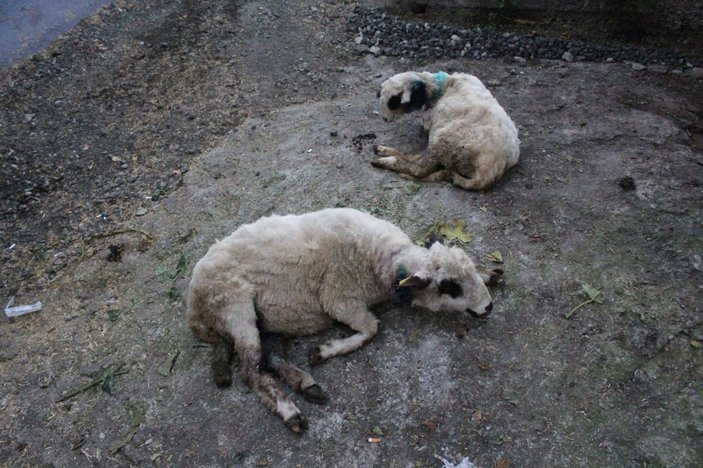 Aç kalan sokak köpekleri, koyun sürüsüne saldırdı -4
