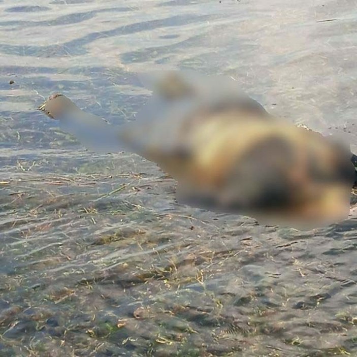 16 gündür kayıptı, nehirde cansız bedeni bulundu -2