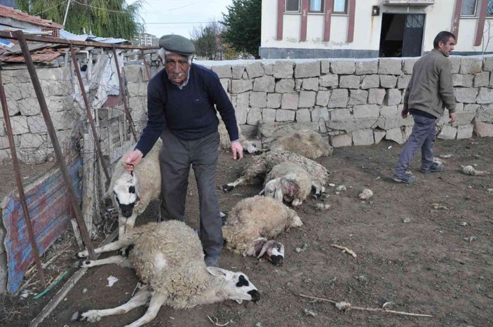 Ağıla giren kurtlar 13 koyunu telef etti -4