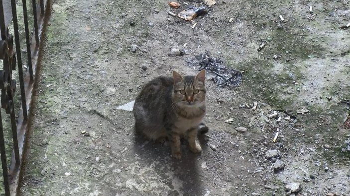 Kedi beslemek için evden çıkmıştı; cesedini kardeşi yan binada buldu -6