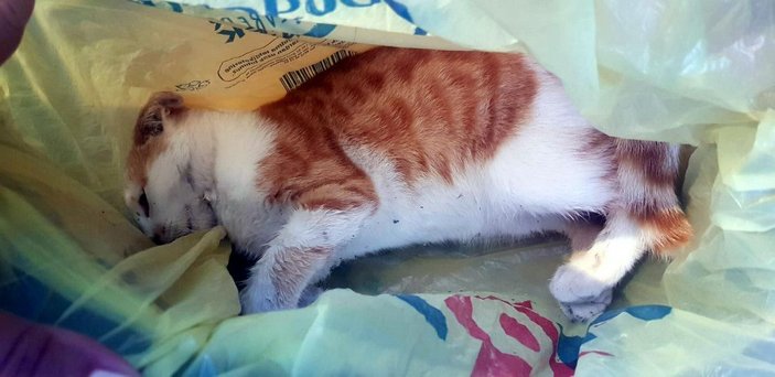 Bodrum'da 20 kedi ölü bulundu; tarım ilacıyla zehirlenme şüphesiyle inceleme -7