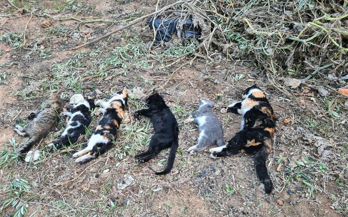 Bodrum'da 20 kedi ölü bulundu; tarım ilacıyla zehirlenme şüphesiyle inceleme -1