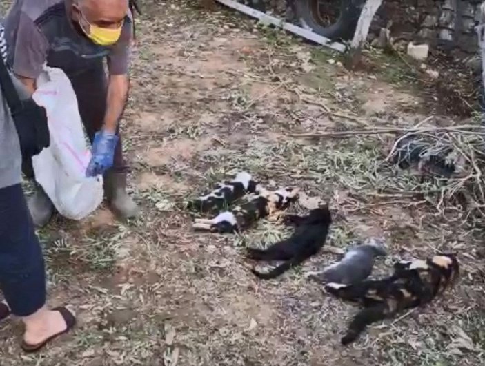 Bodrum'da 20 kedi ölü bulundu; tarım ilacıyla zehirlenme şüphesiyle inceleme -3