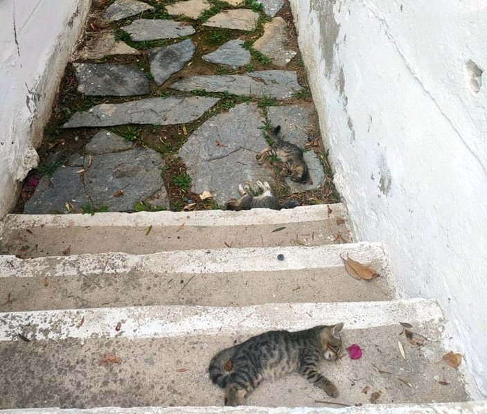 Bodrum'da 20 kedi ölü bulundu; tarım ilacıyla zehirlenme şüphesiyle inceleme -8