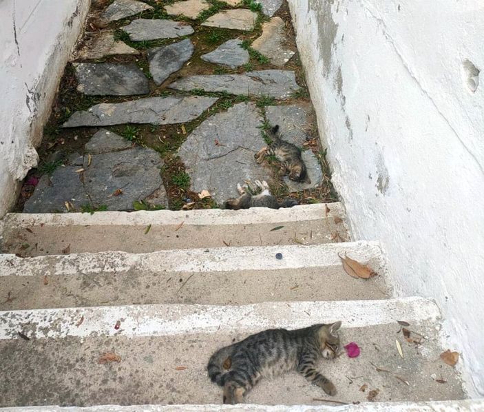 Bodrum'da 20 kedi ölü bulundu; tarım ilacıyla zehirlenme şüphesiyle inceleme -8