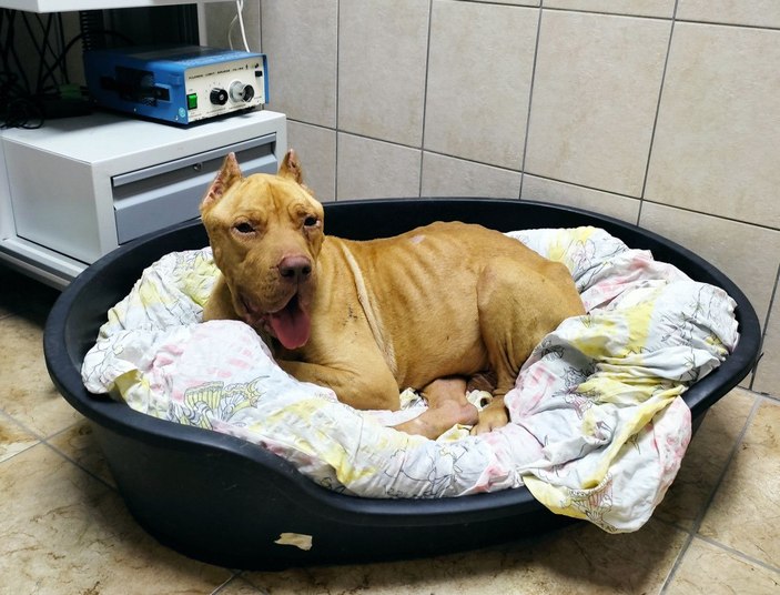 'Jay Jay' adlı köpek, ölen diğer köpeğin başından ayrılmadı -7