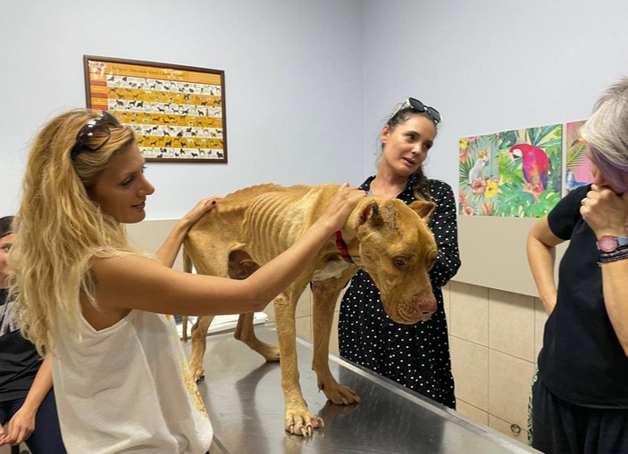 'Jay Jay' adlı köpek, ölen diğer köpeğin başından ayrılmadı -4