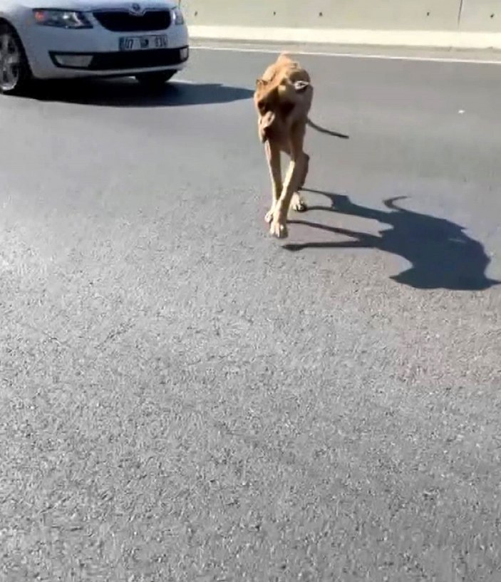 'Jay Jay' adlı köpek, ölen diğer köpeğin başından ayrılmadı -2