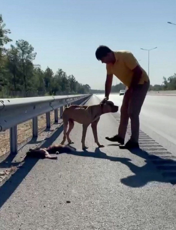 'Jay Jay' adlı köpek, ölen diğer köpeğin başından ayrılmadı -1