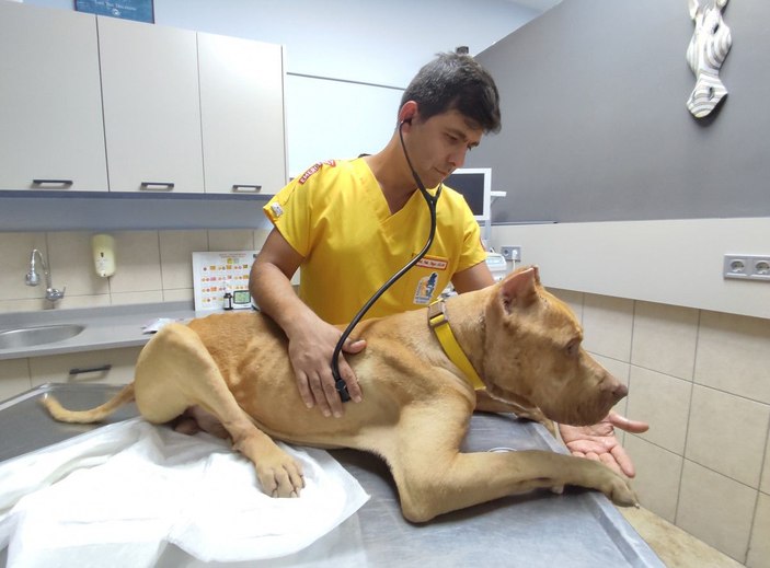 'Jay Jay' adlı köpek, ölen diğer köpeğin başından ayrılmadı -5