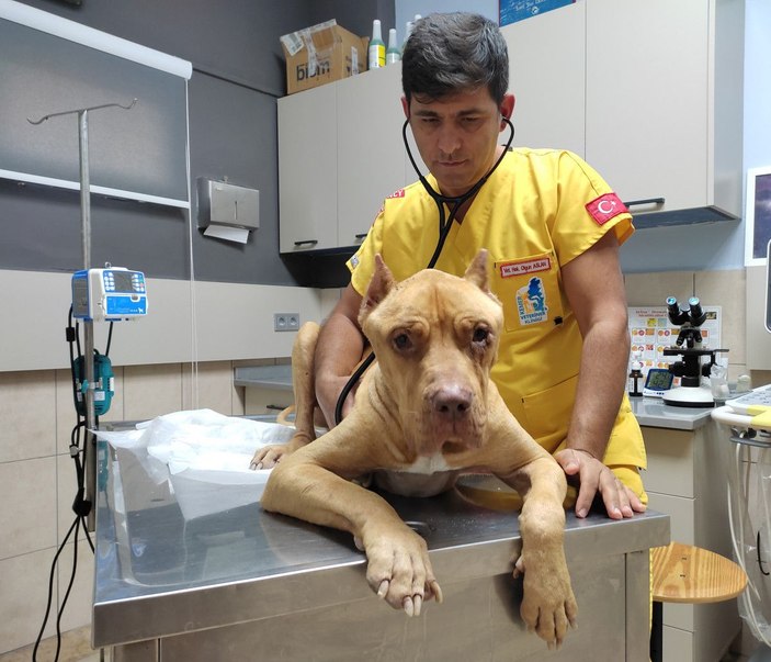 'Jay Jay' adlı köpek, ölen diğer köpeğin başından ayrılmadı -3