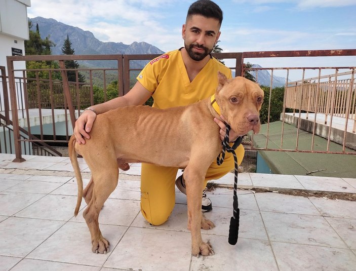 'Jay Jay' adlı köpek, ölen diğer köpeğin başından ayrılmadı -8