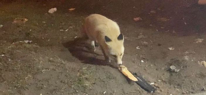 Karslı gençler adını 'Şükrü' koydukları tilkiyi elleriyle besliyor