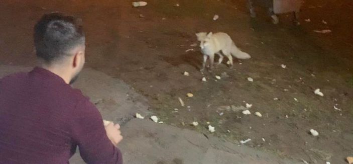 Karslı gençler adını 'Şükrü' koydukları tilkiyi elleriyle besliyor