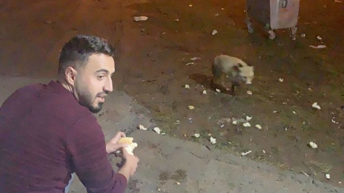 Karslı gençler adını 'Şükrü' koydukları tilkiyi elleriyle besliyor