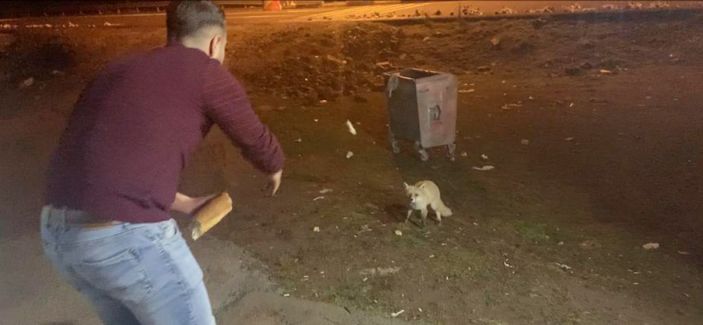 Karslı gençler adını 'Şükrü' koydukları tilkiyi elleriyle besliyor