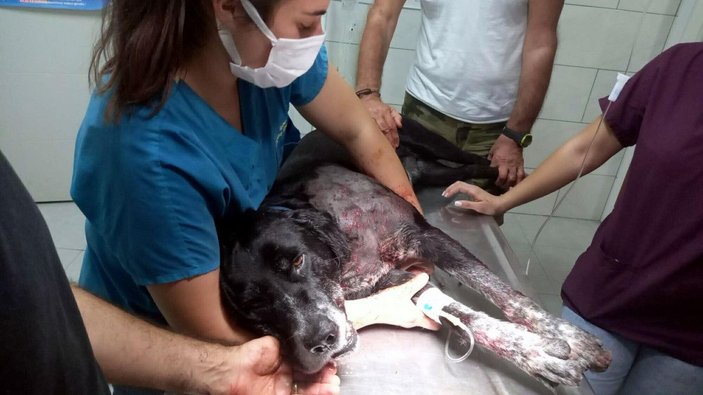 Kendisine havlayan köpeğe öfkelenip ateş açtı; 3 kadın ile köpek yaralandı -10
