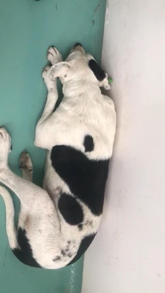 Hayvanseverler, besledikleri köpeklerden birini daha yaralı buldu -2