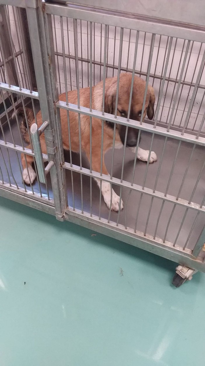Hayvanseverler, besledikleri köpeklerden birini daha yaralı buldu -6