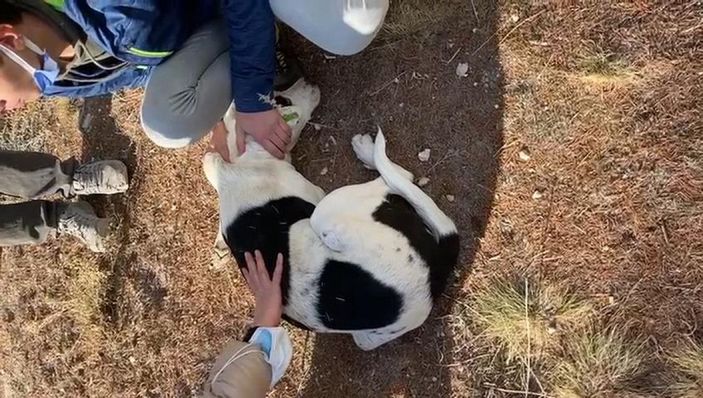 Hayvanseverler, besledikleri köpeklerden birini daha yaralı buldu -1